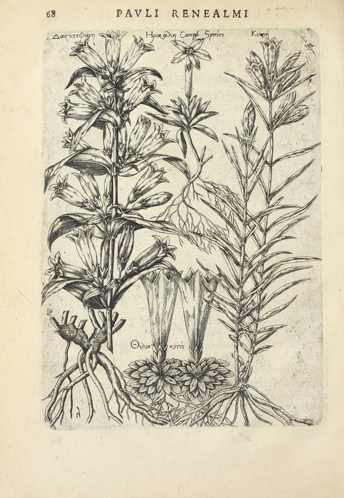 An illustration from Pauli Renealmi Blaesensis doctoris medici Specimen historiæ plantarum. Plantæ typis æneis expressæ., 1611, leaf 80