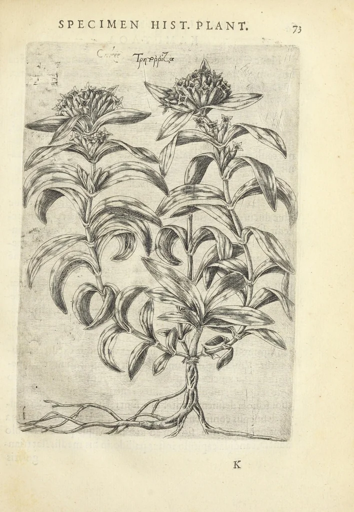 An illustration from Pauli Renealmi Blaesensis doctoris medici Specimen historiæ plantarum. Plantæ typis æneis expressæ., 1611, leaf 85