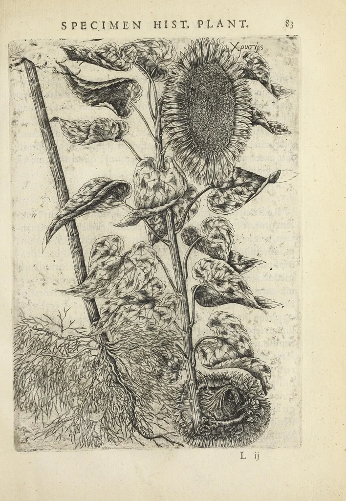 An illustration from Pauli Renealmi Blaesensis doctoris medici Specimen historiæ plantarum. Plantæ typis æneis expressæ., 1611, leaf 95