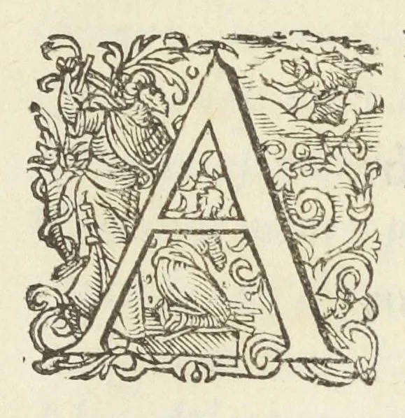 An illustration from Crambe. Viola. Lilium. Phlogis. Terpsinoe, 1611, leaf 28