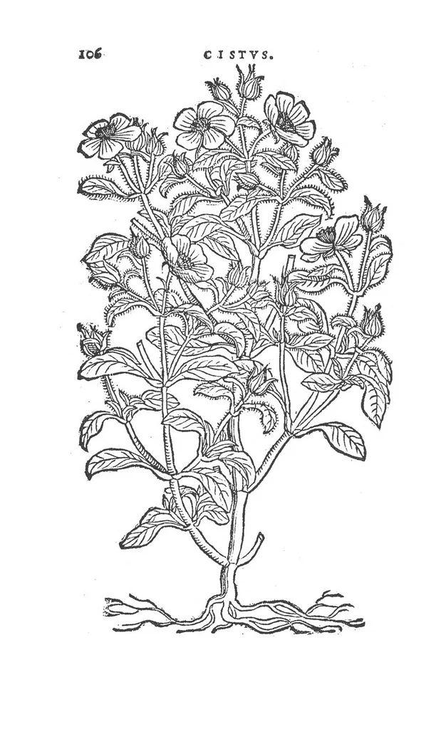 An illustration from Florum, coronariarum odoratarumque nonnullarum herbarum historia, 1568, leaf 105