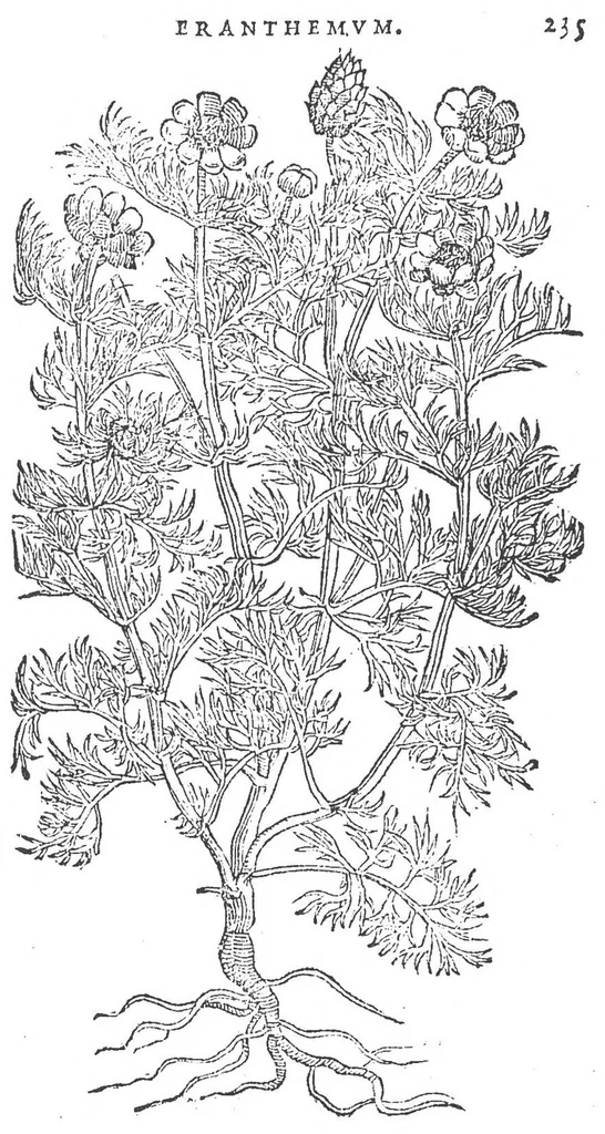 An illustration from Florum, coronariarum odoratarumque nonnullarum herbarum historia, 1568, leaf 234