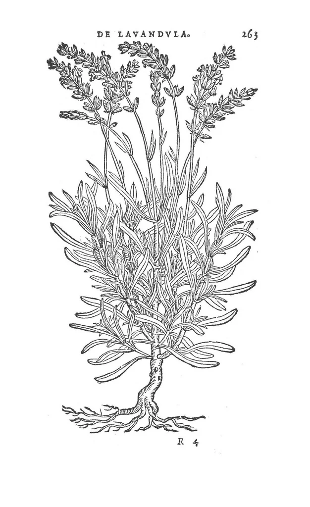 An illustration from Florum, coronariarum odoratarumque nonnullarum herbarum historia, 1568, leaf 262