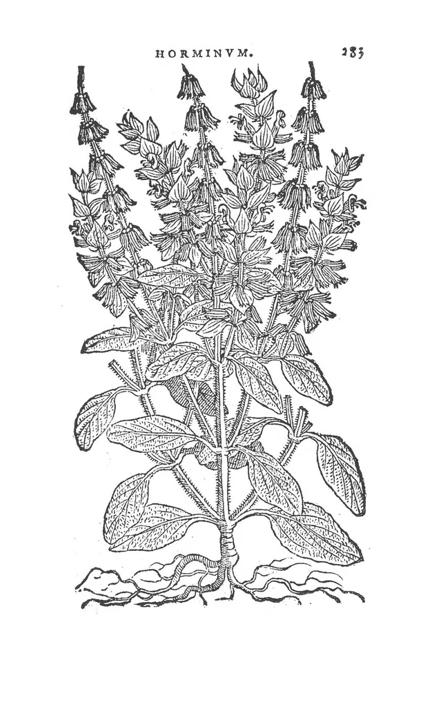 An illustration from Florum, coronariarum odoratarumque nonnullarum herbarum historia, 1568, leaf 282