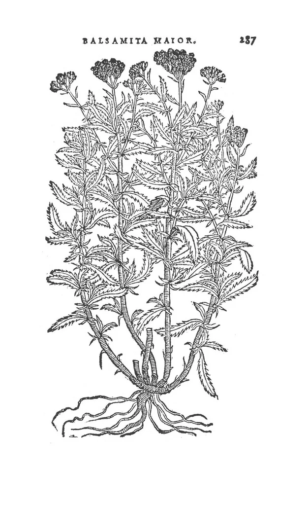 An illustration from Florum, coronariarum odoratarumque nonnullarum herbarum historia, 1568, leaf 286