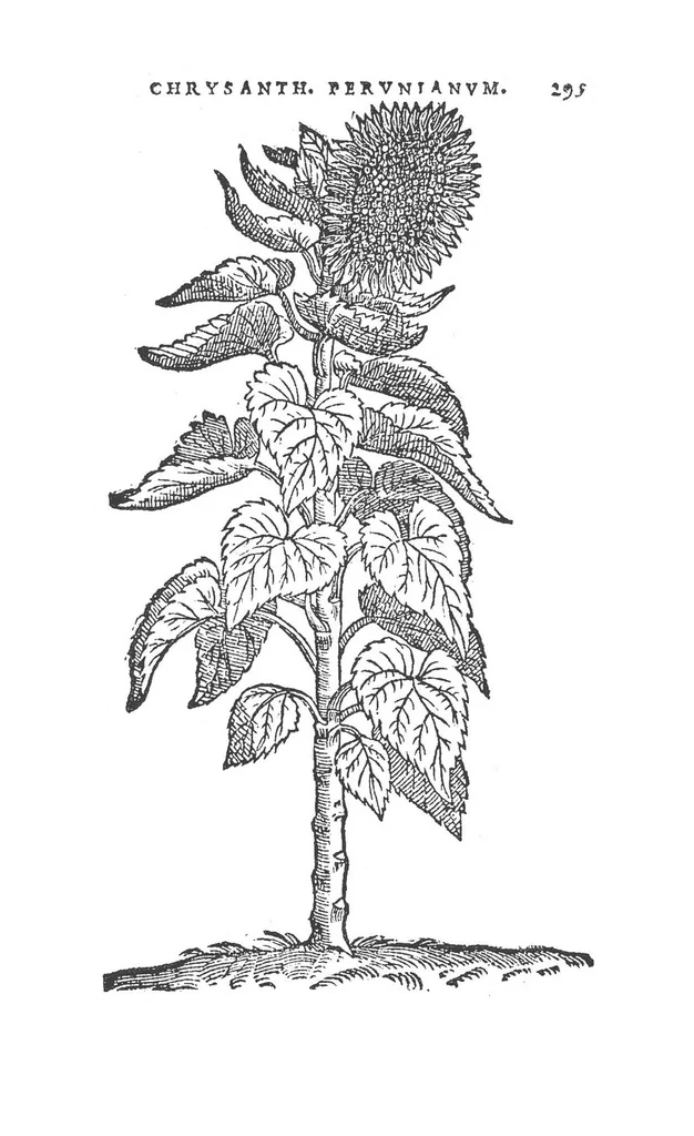 An illustration from Florum, coronariarum odoratarumque nonnullarum herbarum historia, 1568, leaf 294