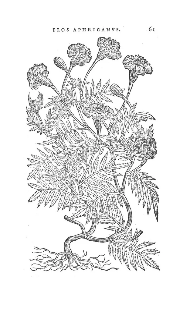 An illustration from Florum, coronariarum odoratarumque nonnullarum herbarum historia, 1568, leaf 60