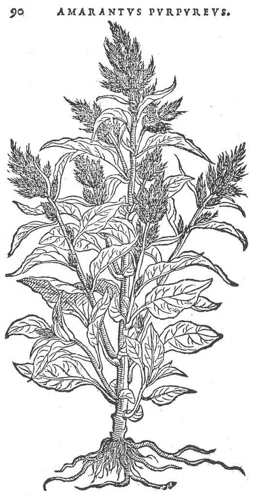 An illustration from Florum, coronariarum odoratarumque nonnullarum herbarum historia, 1568, leaf 89