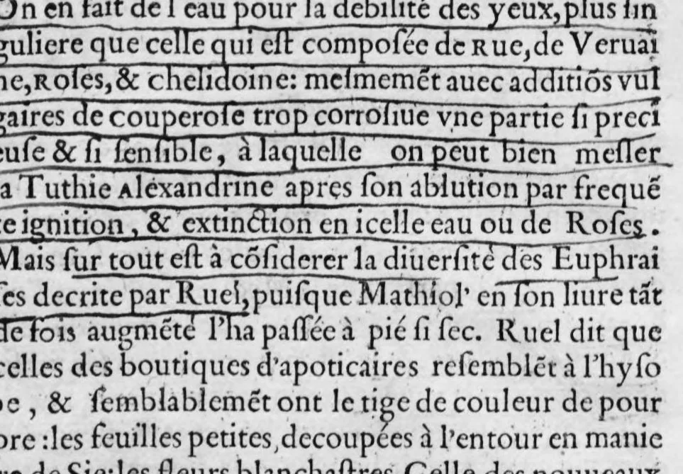 An illustration from Instruction sur l'herbe petum ditte en France l'herbe de la Royne ou medicée et sur la racine mechiocan principalement (avec quelques autres simples rares & exquis) exemplaire à manier philosophiquement tous autres vegetaux, 1572, leaf 24