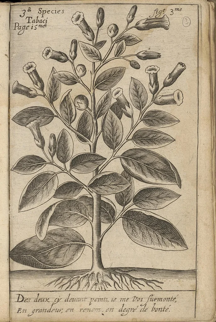 An illustration from Traicté du tabac, ou Nicotiane, panacée, pétun, 1630, leaf 32