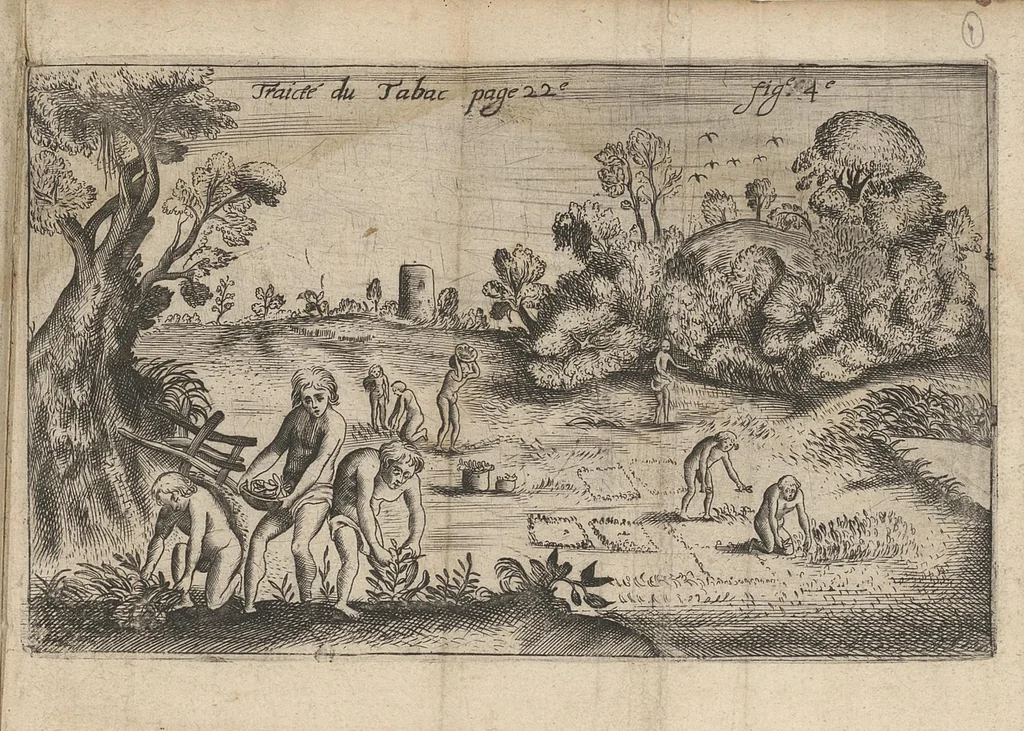 An illustration from Traicté du tabac, ou Nicotiane, panacée, pétun, 1630, leaf 42