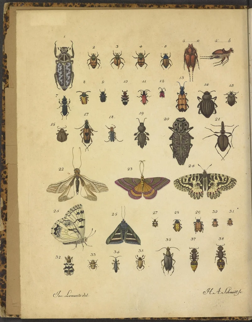An illustration from Vincentii Petagnae ... Specimen insectorum ulterioris Calabriae, 1820, leaf 7