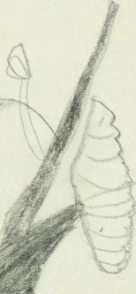 An illustration from Drawings of American insects : shewing them in their several states, together with such minute insects as require investigation by the microscope : designed and executed from living specimens, 1796, leaf 10