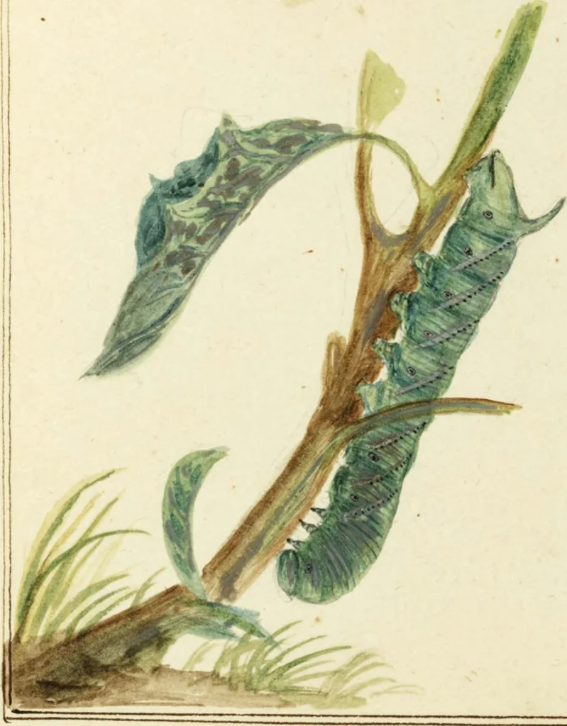 An illustration from Drawings of American insects : shewing them in their several states, together with such minute insects as require investigation by the microscope : designed and executed from living specimens, 1796, leaf 11