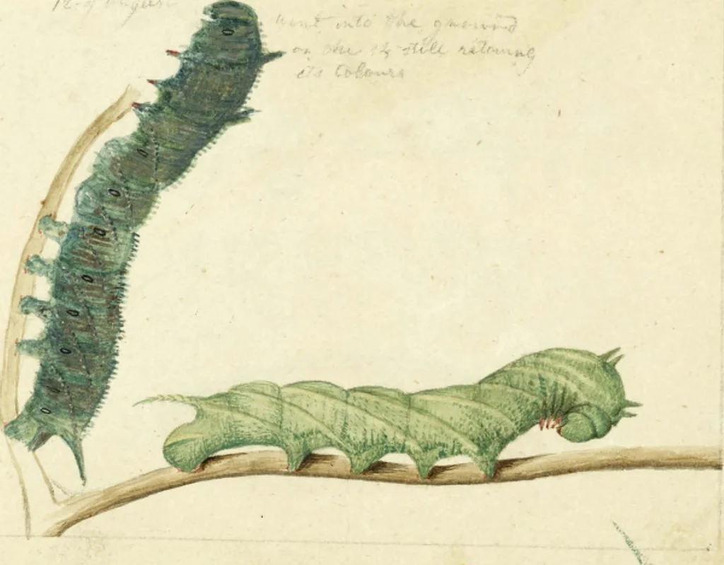 An illustration from Drawings of American insects : shewing them in their several states, together with such minute insects as require investigation by the microscope : designed and executed from living specimens, 1796, leaf 13