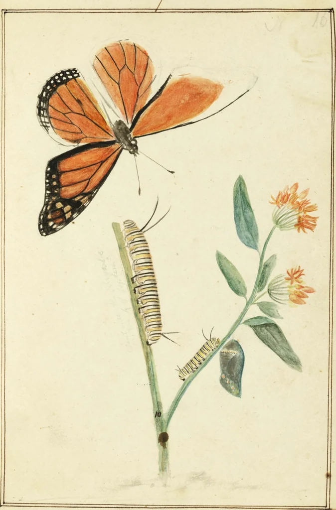 An illustration from Drawings of American insects : shewing them in their several states, together with such minute insects as require investigation by the microscope : designed and executed from living specimens, 1796, leaf 15
