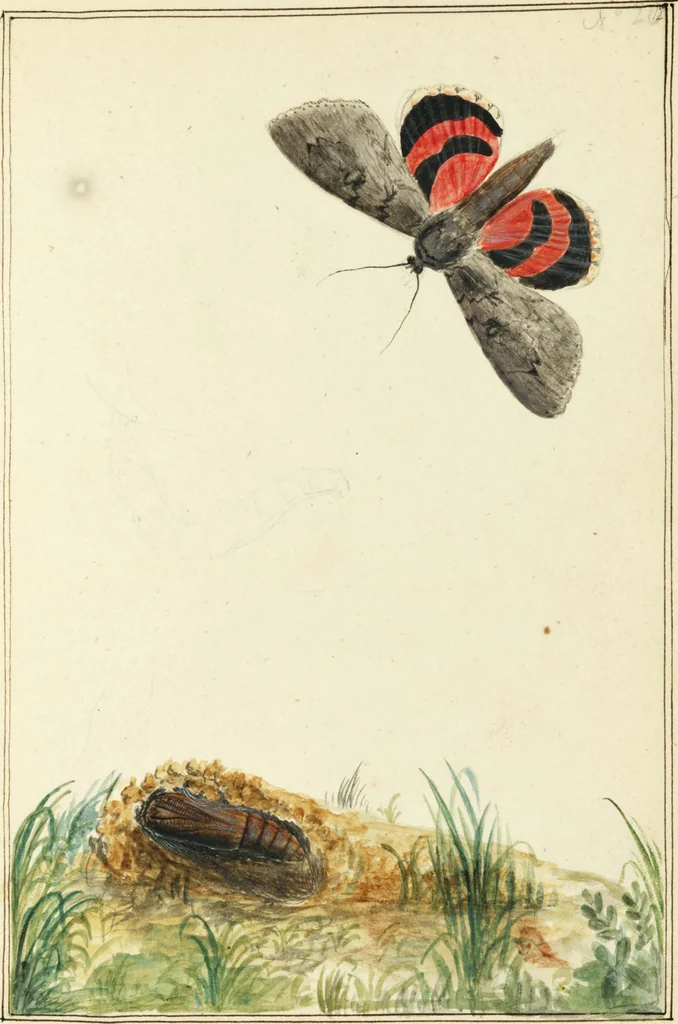 An illustration from Drawings of American insects : shewing them in their several states, together with such minute insects as require investigation by the microscope : designed and executed from living specimens, 1796, leaf 17