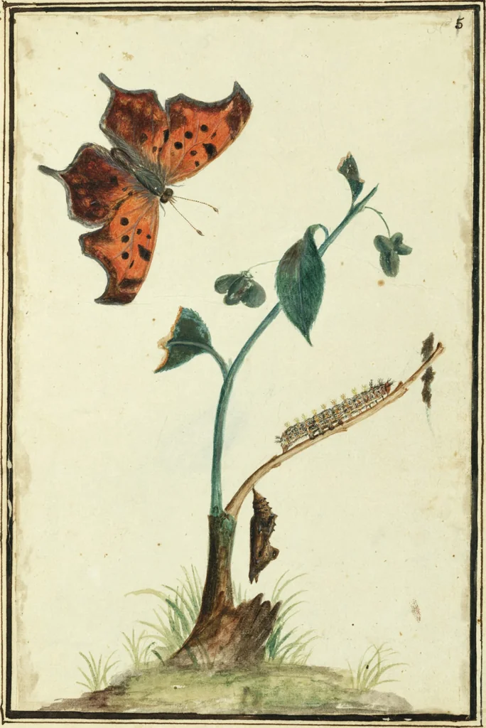 An illustration from Drawings of American insects : shewing them in their several states, together with such minute insects as require investigation by the microscope : designed and executed from living specimens, 1796, leaf 2