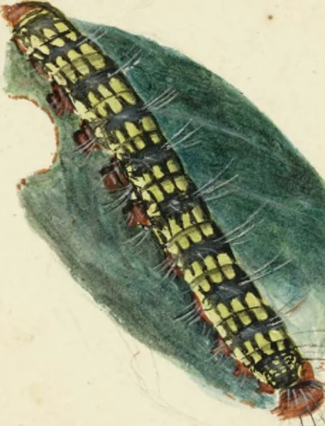 An illustration from Drawings of American insects : shewing them in their several states, together with such minute insects as require investigation by the microscope : designed and executed from living specimens, 1796, leaf 20