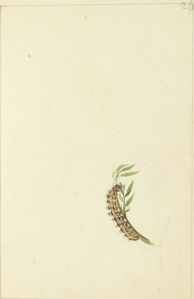 An illustration from Drawings of American insects : shewing them in their several states, together with such minute insects as require investigation by the microscope : designed and executed from living specimens, 1796, leaf 21