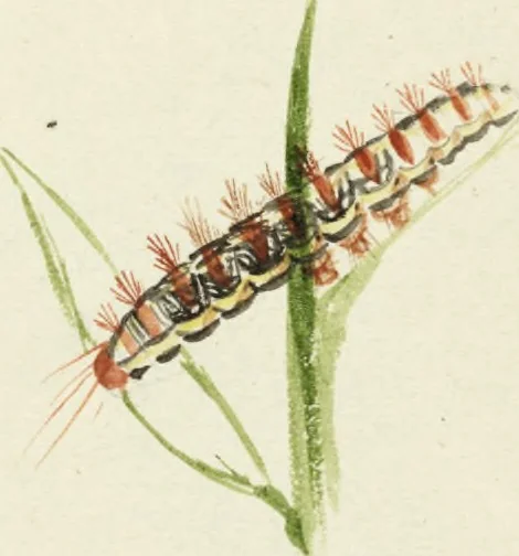An illustration from Drawings of American insects : shewing them in their several states, together with such minute insects as require investigation by the microscope : designed and executed from living specimens, 1796, leaf 25