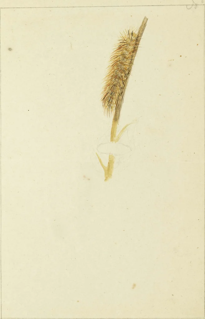 An illustration from Drawings of American insects : shewing them in their several states, together with such minute insects as require investigation by the microscope : designed and executed from living specimens, 1796, leaf 26