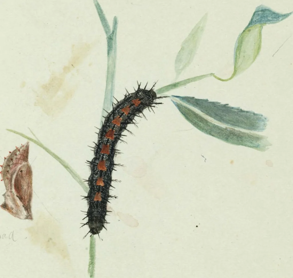An illustration from Drawings of American insects : shewing them in their several states, together with such minute insects as require investigation by the microscope : designed and executed from living specimens, 1796, leaf 28