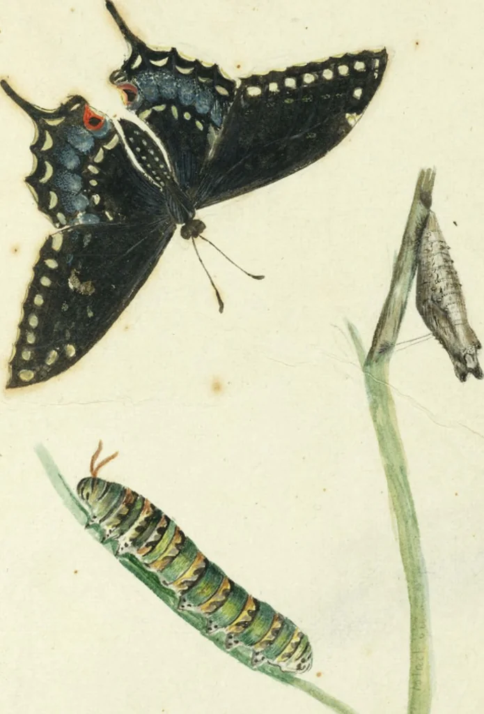 An illustration from Drawings of American insects : shewing them in their several states, together with such minute insects as require investigation by the microscope : designed and executed from living specimens, 1796, leaf 3