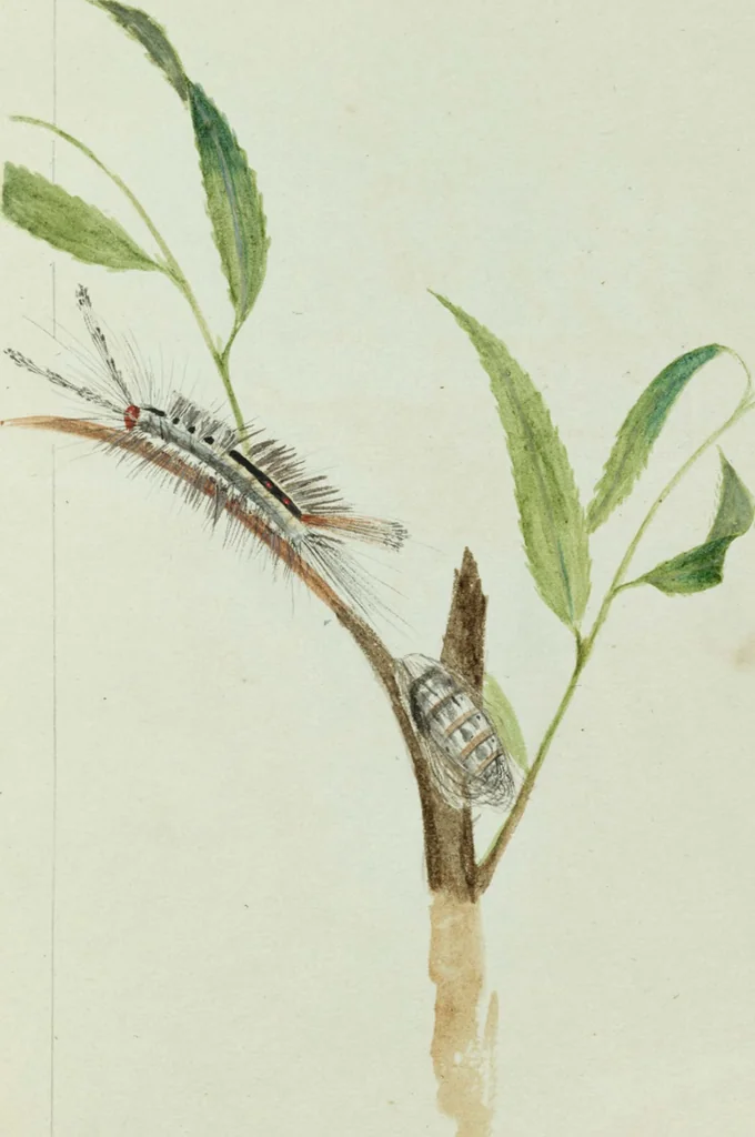 An illustration from Drawings of American insects : shewing them in their several states, together with such minute insects as require investigation by the microscope : designed and executed from living specimens, 1796, leaf 30