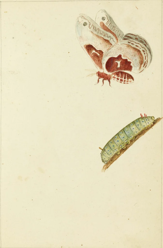 An illustration from Drawings of American insects : shewing them in their several states, together with such minute insects as require investigation by the microscope : designed and executed from living specimens, 1796, leaf 34