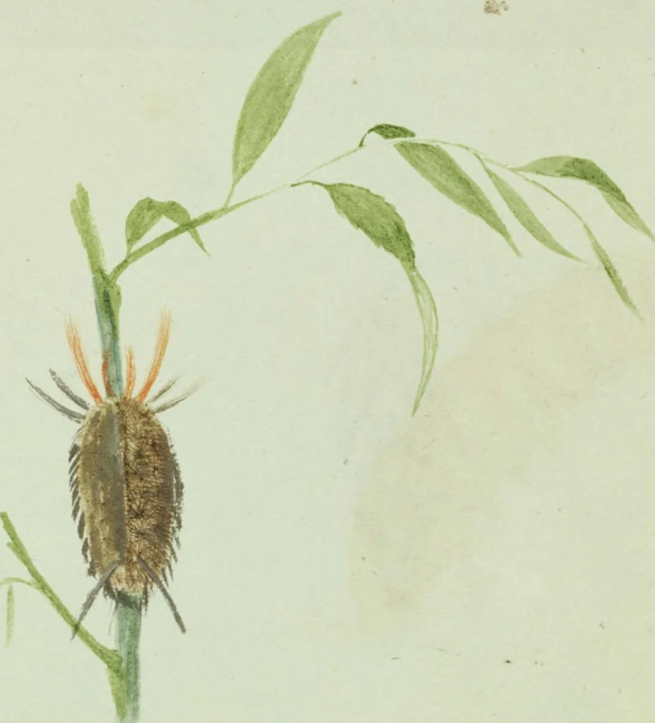 An illustration from Drawings of American insects : shewing them in their several states, together with such minute insects as require investigation by the microscope : designed and executed from living specimens, 1796, leaf 37
