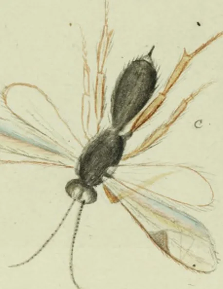 An illustration from Drawings of American insects : shewing them in their several states, together with such minute insects as require investigation by the microscope : designed and executed from living specimens, 1796, leaf 38