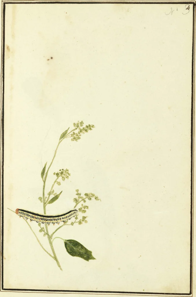 An illustration from Drawings of American insects : shewing them in their several states, together with such minute insects as require investigation by the microscope : designed and executed from living specimens, 1796, leaf 4