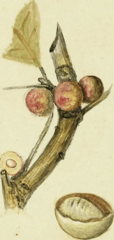 An illustration from Drawings of American insects : shewing them in their several states, together with such minute insects as require investigation by the microscope : designed and executed from living specimens, 1796, leaf 40