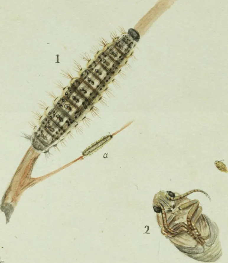 An illustration from Drawings of American insects : shewing them in their several states, together with such minute insects as require investigation by the microscope : designed and executed from living specimens, 1796, leaf 43