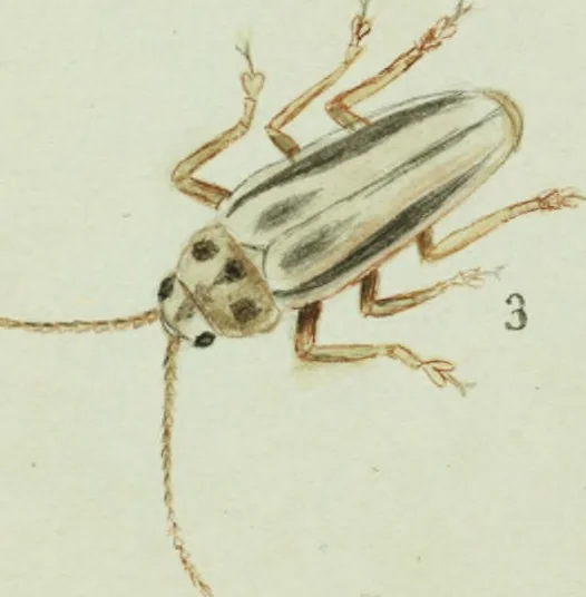 An illustration from Drawings of American insects : shewing them in their several states, together with such minute insects as require investigation by the microscope : designed and executed from living specimens, 1796, leaf 43