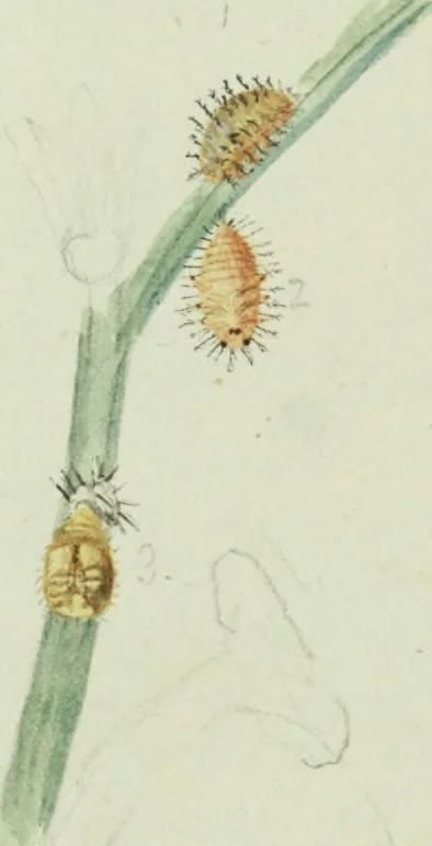 An illustration from Drawings of American insects : shewing them in their several states, together with such minute insects as require investigation by the microscope : designed and executed from living specimens, 1796, leaf 44