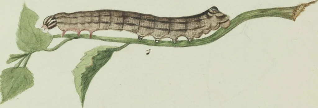 An illustration from Drawings of American insects : shewing them in their several states, together with such minute insects as require investigation by the microscope : designed and executed from living specimens, 1796, leaf 51