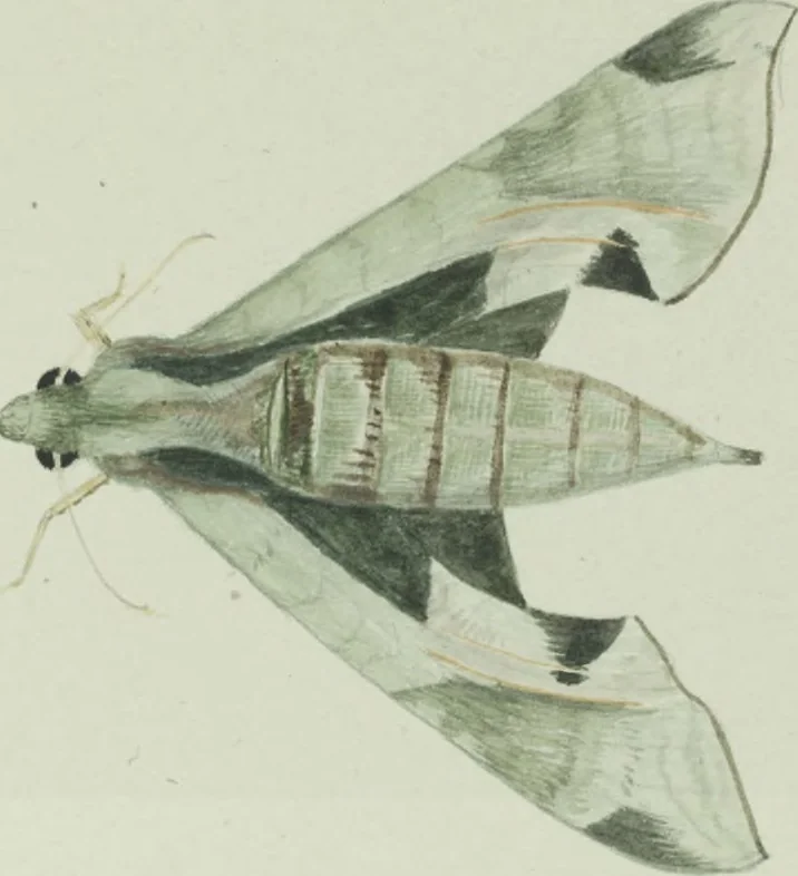 An illustration from Drawings of American insects : shewing them in their several states, together with such minute insects as require investigation by the microscope : designed and executed from living specimens, 1796, leaf 52