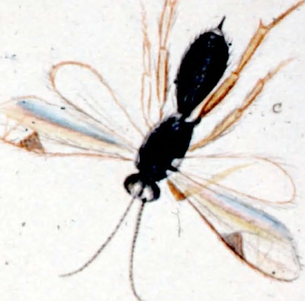 An illustration from Drawings of American insects : shewing them in their several states, together with such minute insects as require investigation by the microscope : designed and executed from living specimens, 1796, leaf 58