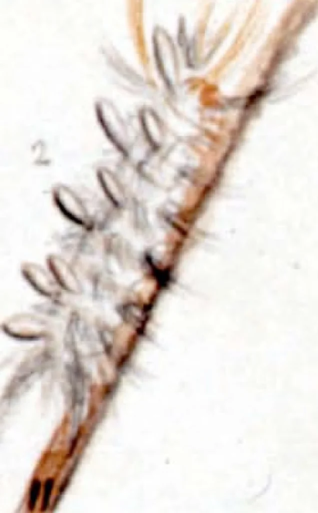 An illustration from Drawings of American insects : shewing them in their several states, together with such minute insects as require investigation by the microscope : designed and executed from living specimens, 1796, leaf 58