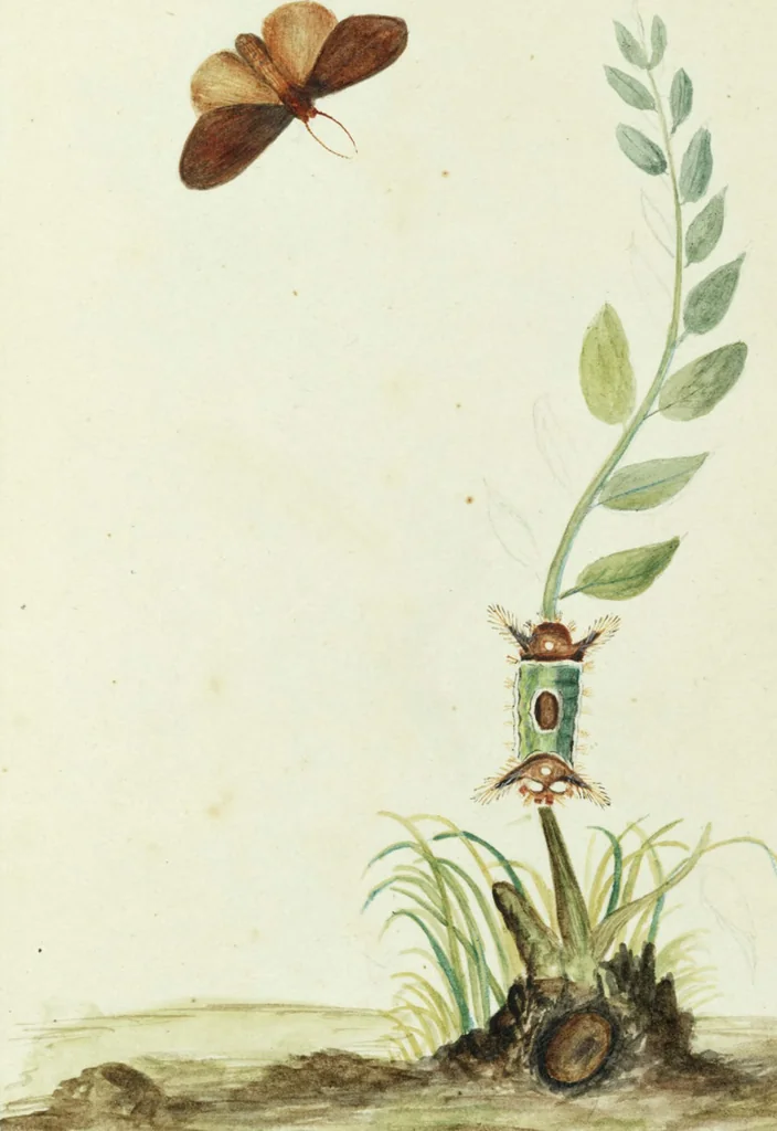 An illustration from Drawings of American insects : shewing them in their several states, together with such minute insects as require investigation by the microscope : designed and executed from living specimens, 1796, leaf 8