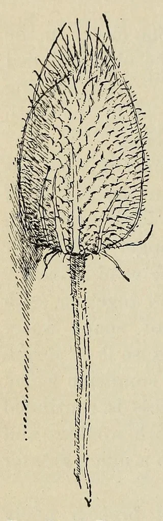 An illustration from Textiles and clothing, 1919, leaf 156