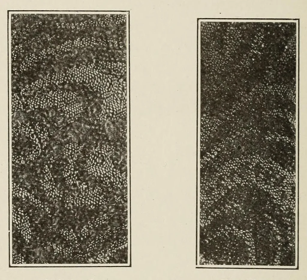 An illustration from Sewing and textiles; a textbook for grades and rural schools, prepared in the Extension division of the University of Wisconsin, 1918, leaf 100