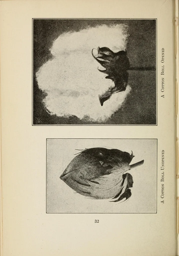 An illustration from Sewing and textiles; a textbook for grades and rural schools, prepared in the Extension division of the University of Wisconsin, 1918, leaf 46