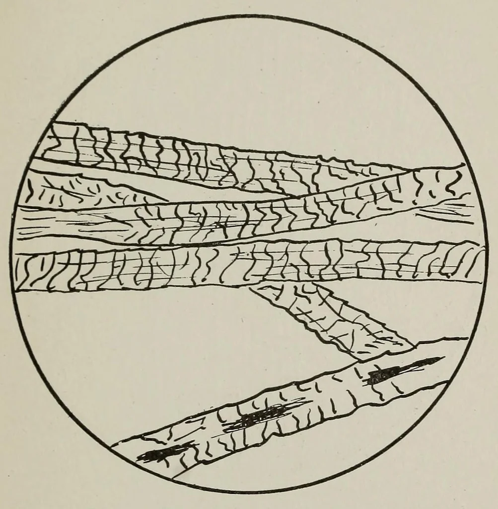 An illustration from Sewing and textiles; a textbook for grades and rural schools, prepared in the Extension division of the University of Wisconsin, 1918, leaf 85