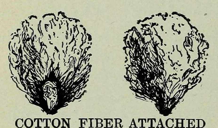 An illustration from Textiles and clothing, by Kate Heintz Watson, 1914, leaf 40