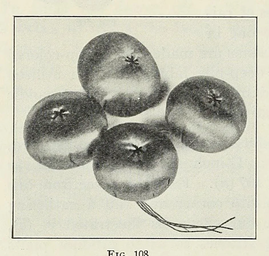 An illustration from Ribbon and fabric trimmings : a variety of appropriate dress trimmings that can be made from ribbon and fabric, with directions for their making, 1925, leaf 38