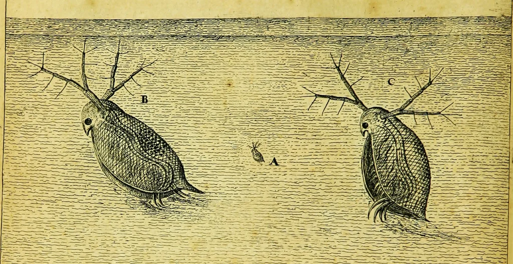 An illustration from Historia insectorum generalis : cum figuris et indicibus necessariis, 1685, leaf 120