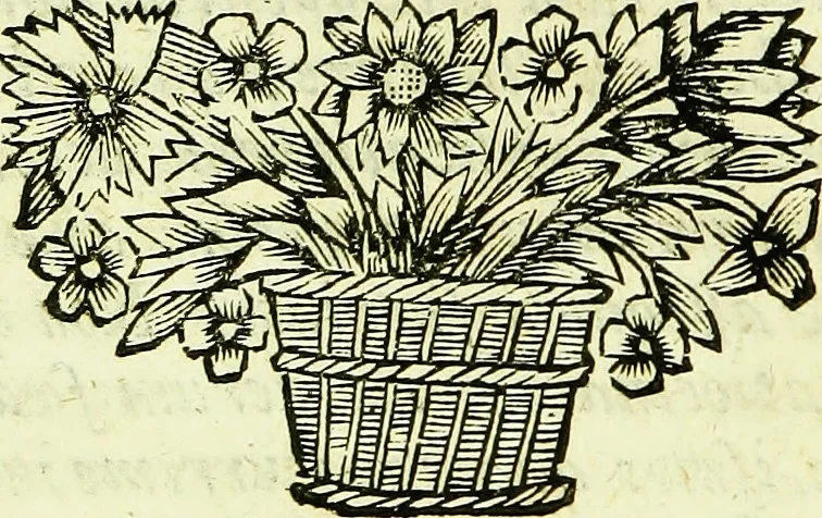 An illustration from Historia insectorum generalis : cum figuris et indicibus necessariis, 1685, leaf 191